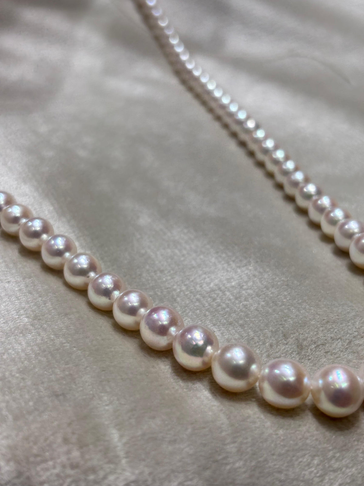 Akoya Pearls Premium Quality Luxurious Whitish Pink Tone